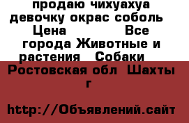 продаю чихуахуа девочку,окрас соболь › Цена ­ 25 000 - Все города Животные и растения » Собаки   . Ростовская обл.,Шахты г.